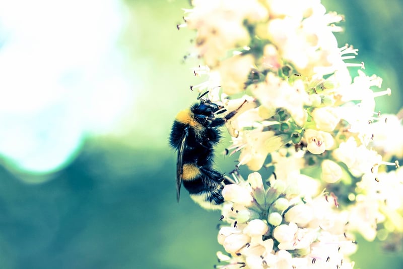 Behind-the-scenes buzz