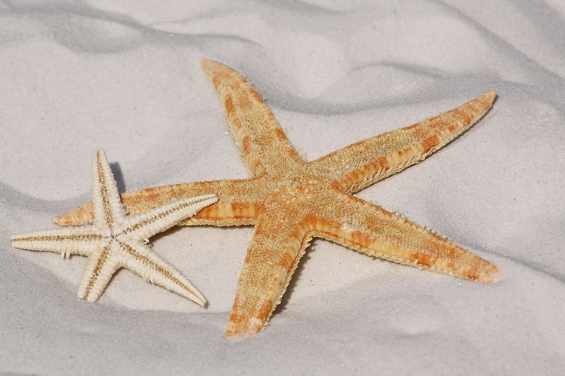 Star life mysteries